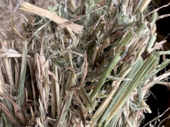 140mt Barley Hay 700kg 8x4x3 Bales