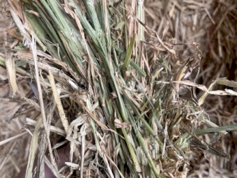 140mt Barley Hay 700kg 8x4x3 Bales