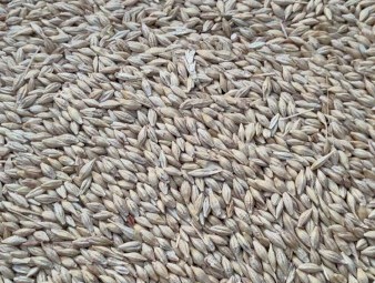 10-15/mt BAR1 Barley