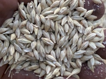 10-15/mt BAR1 Barley