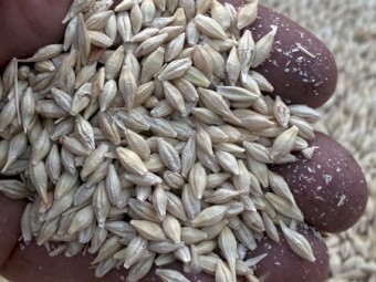 10-15/mt BAR1 Barley