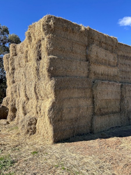 250 Bales of 24' Season Rice Straw