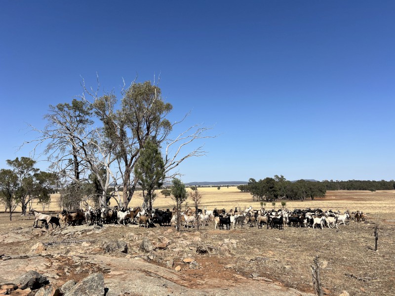 Rangeland Wether goats