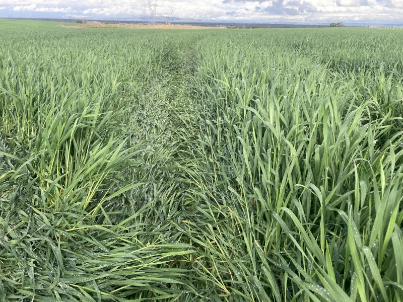 Kokoda Triticale Seed