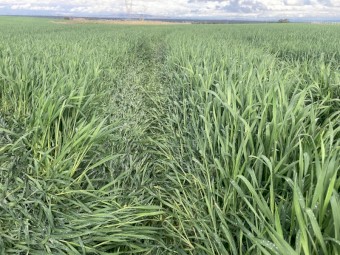 Kokoda Triticale Seed