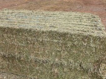 550mt Vetch Hay 660kg 8x4x3 Bales