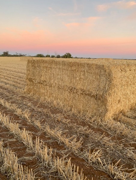 200mt Barley Straw 500kg 8x4x3 Bales
