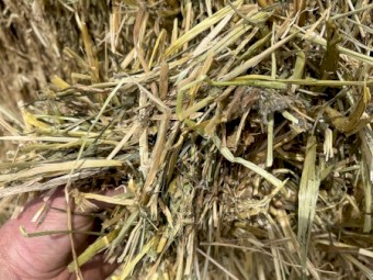 Hay and Straw 8x4x3 Bales