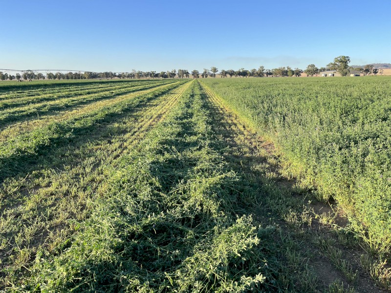 Irrigated  Lucerne hay (small squares)