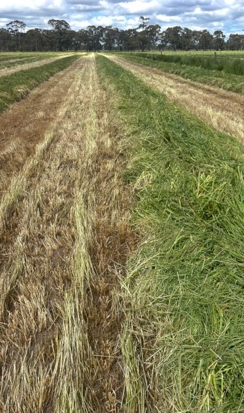 Oaten Hay 8x4x3 Bales