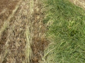 Oaten Hay 8x4x3 Bales