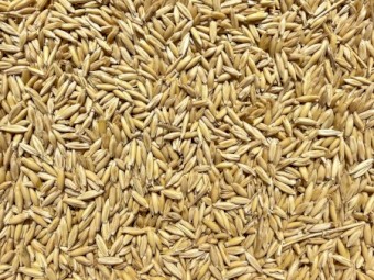 50mt Goldie Oats