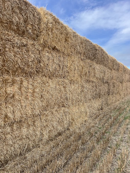 150mt Barley Straw 520kg 8x4x3 Bales