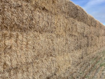 150mt Barley Straw 520kg 8x4x3 Bales