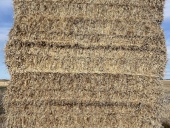 150mt Barley Straw 520kg 8x4x3 Bales