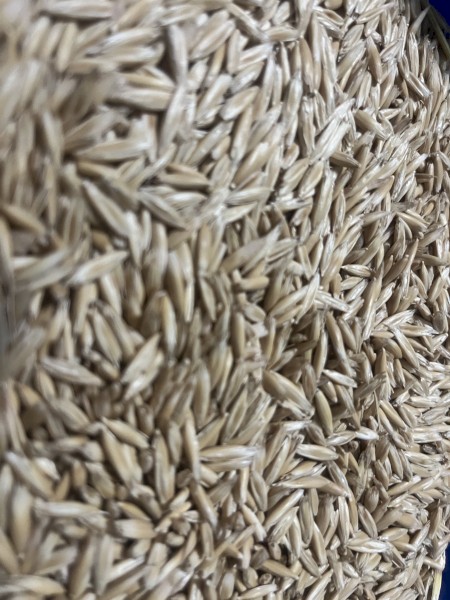 10t Kingbale Oat Seed