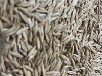 10t Kingbale Oat Seed