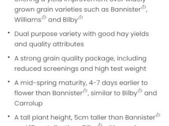 Goldie Oat Seed