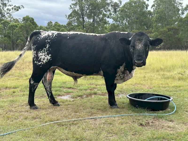 Registered Speckle Park Bull. (NO GST)