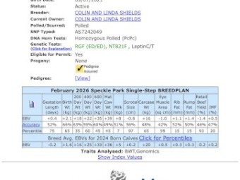 Registered Speckle Park Bull. (NO GST)