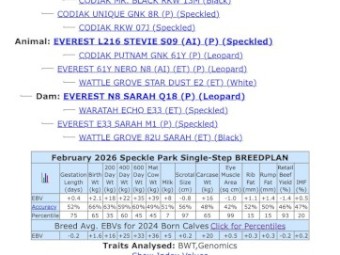 Registered Speckle Park Bull. (NO GST)