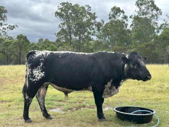 Registered Speckle Park Bull. (NO GST)