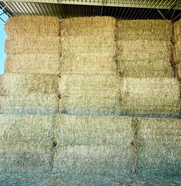 Wheaten Hay 500kg 8x4x3 Bales