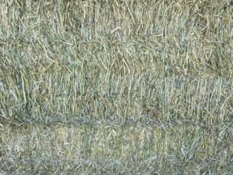 Wheaten Hay 500kg 8x4x3 Bales