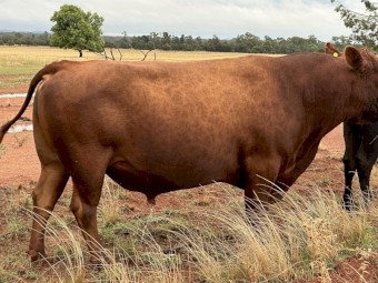 Red Angus Bull