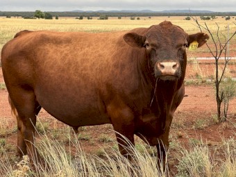Red Angus Bull