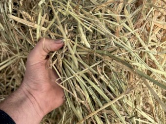 150mt Barley/Rye Hay 5x4 Rolls