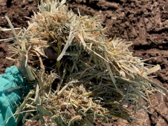 300 x Mixed Oaten/Wheaten Hay 560-575kg 8x4x3 Bales (Seconds)