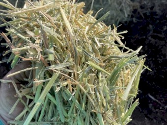 300 x Mixed Oaten/Wheaten Hay 560-575kg 8x4x3 Bales (Seconds)
