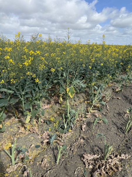 200mt Canola Hay 8x4x3 Bales