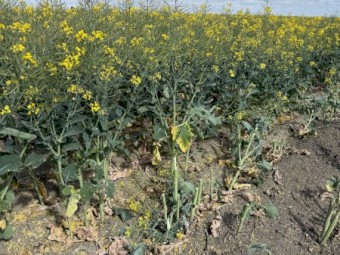 200mt Canola Hay 8x4x3 Bales