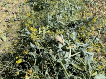 200mt Canola Hay 8x4x3 Bales