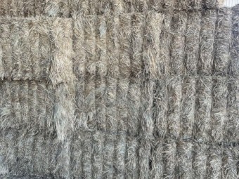200mt Wheaten Hay 670kg 8x4x3 Bales