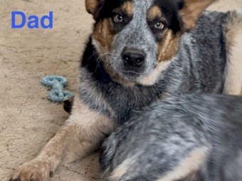 Blue Heeler Stumpy Female Purebred Puppy