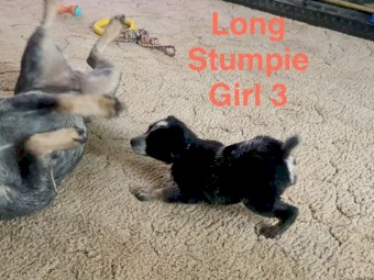 Blue Heeler Stumpy Female Purebred Puppy