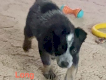 Blue Heeler Stumpy Female Purebred Puppy