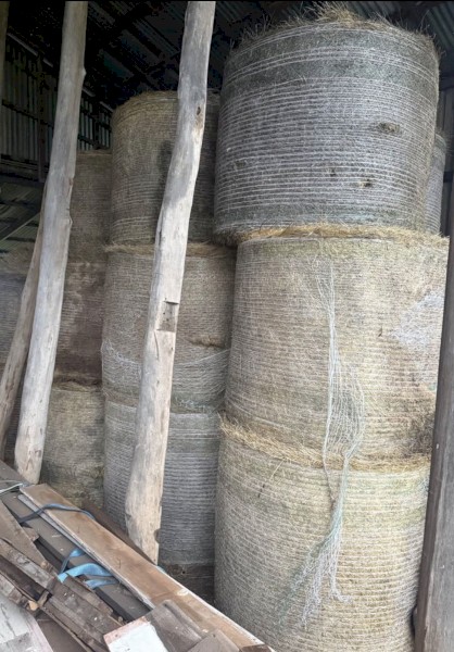 70 x Rye Clover Field Hay Rolls