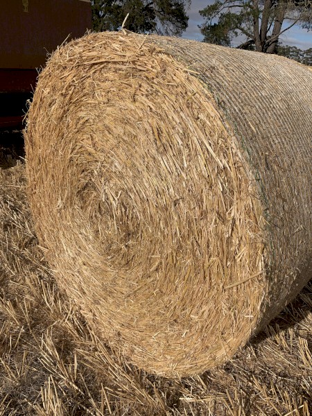 300 x Barley Straw Rolls