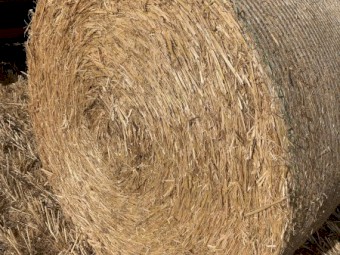 300 x Barley Straw Rolls