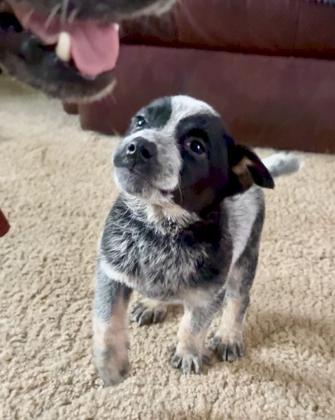 Blue Heeler Stumpy Female Purebred Puppy