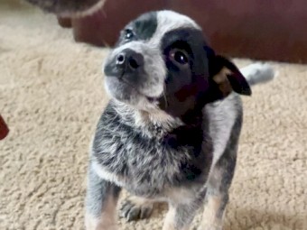 Blue Heeler Stumpy Female Purebred Puppy