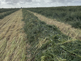EOI Oaten Hay 650-750kg 8x4x3 Bales (New Season)