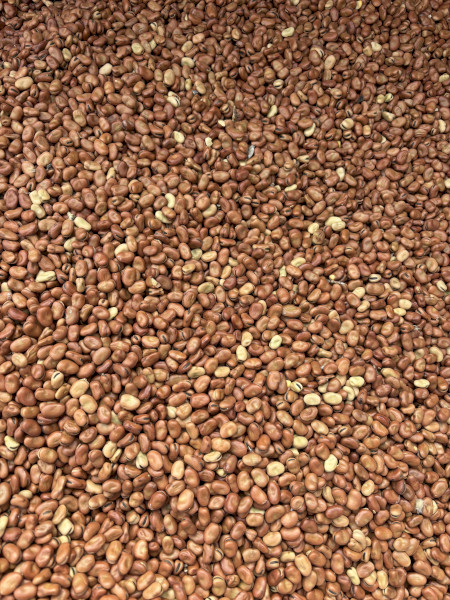 70mt Faba Beans