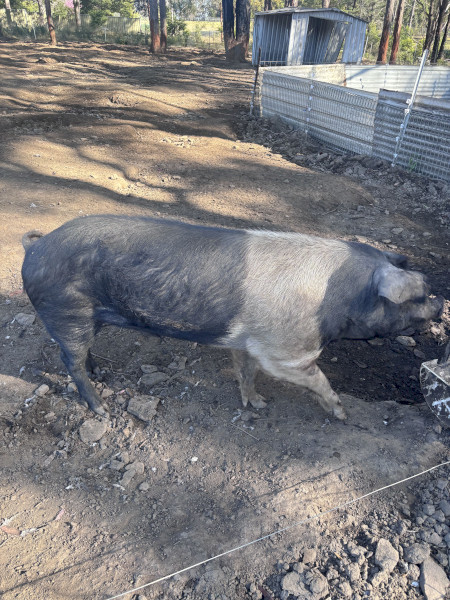 Wessex Saddle back x Berkshire Hampshire piglets