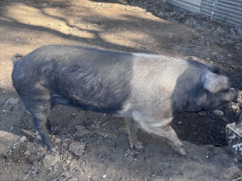 Wessex Saddle back x Berkshire Hampshire piglets