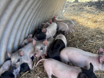 Wessex Saddle back x Berkshire Hampshire piglets